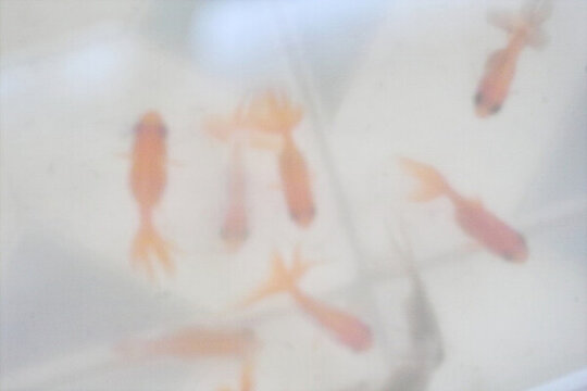 小金魚