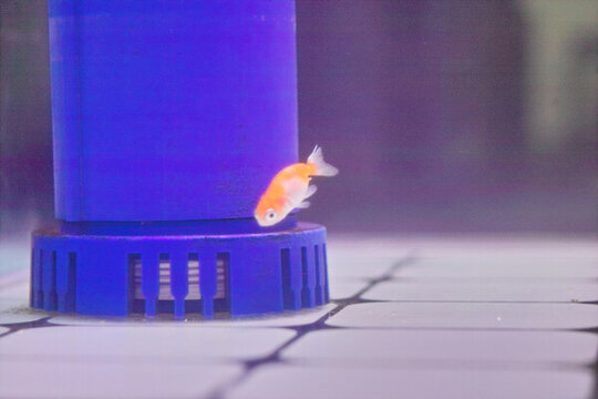 小金魚