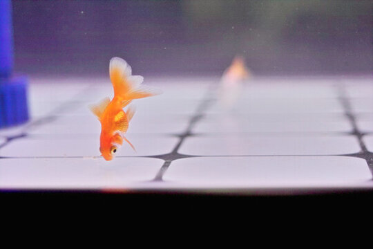 小金魚