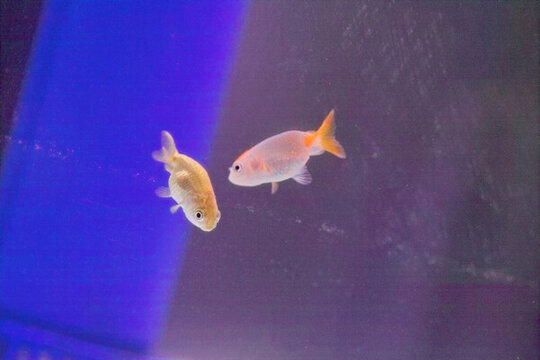 小金魚