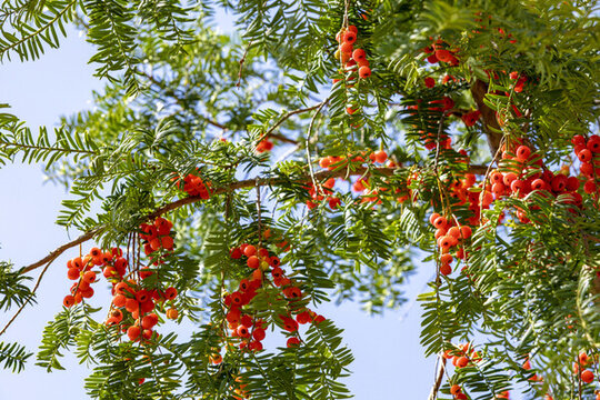 紅豆杉果