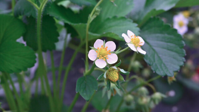 草莓花