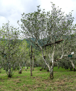 古樹(shù)茶林