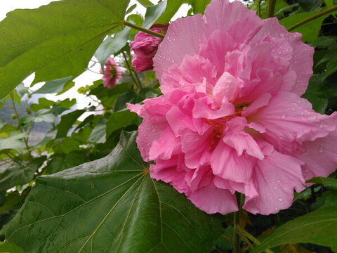 木芙蓉