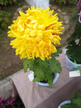 菊花