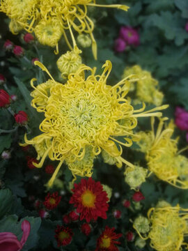 菊花