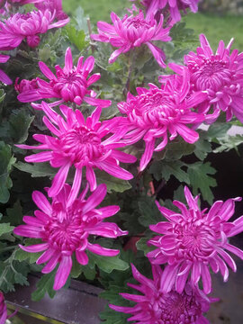 菊花