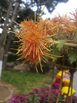 菊花
