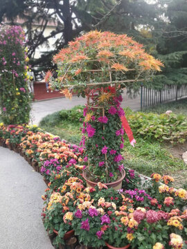 菊花