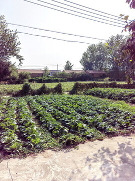 農(nóng)村小路