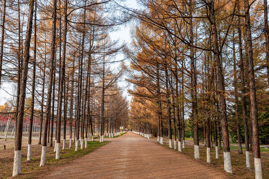 中國(guó)長(zhǎng)春百木園秋季風(fēng)景