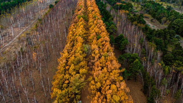 中國長春百木園秋季風(fēng)景