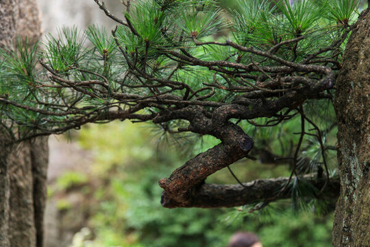 黃山奇松