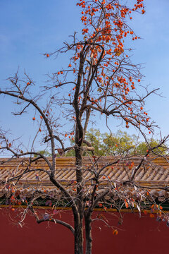 故宮紅墻