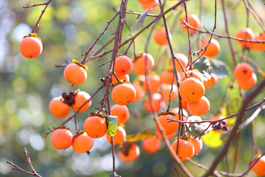 紅柿子