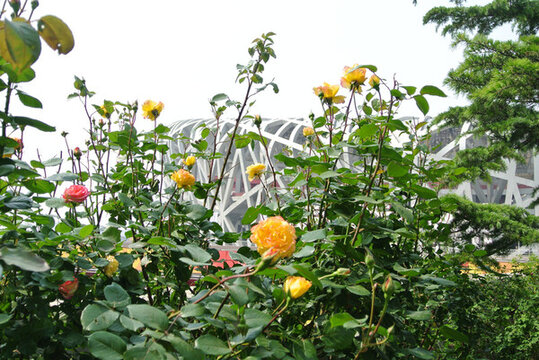 月季花