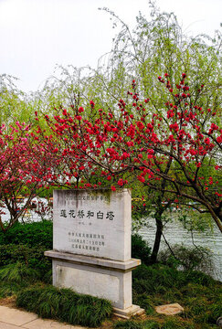 湖邊紅花枝頭下的石碑
