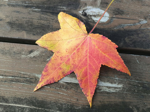 靜物紅楓葉