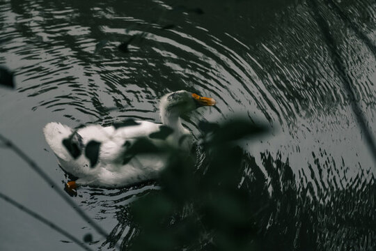 雛鵝