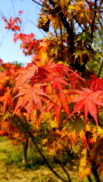 紅葉