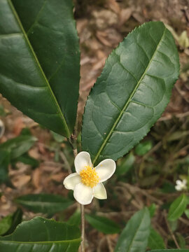 茶花