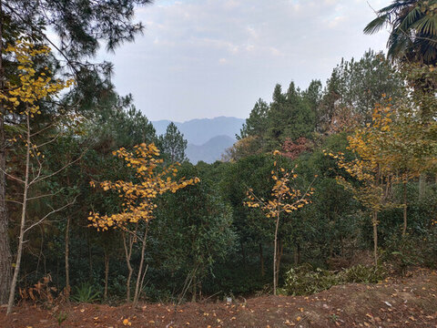 銀杏樹與綠植遠(yuǎn)山
