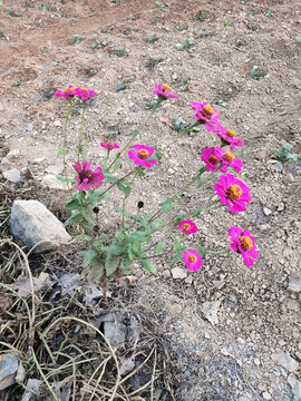 盛開的百日菊花
