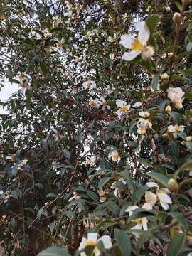 山茶花
