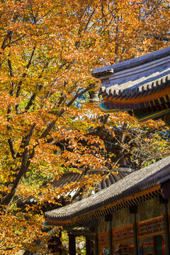 秋景