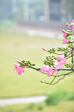 異木棉花