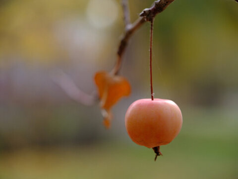 小紅果