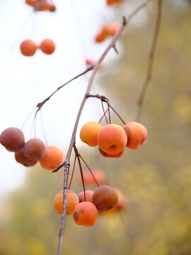 小紅果