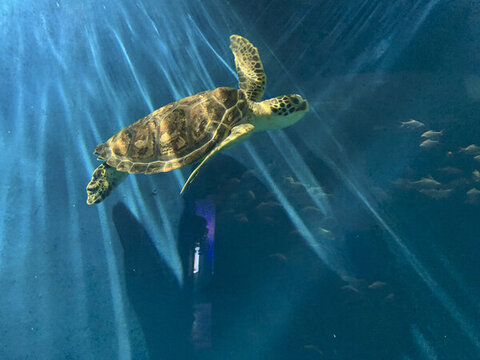 海洋生物館