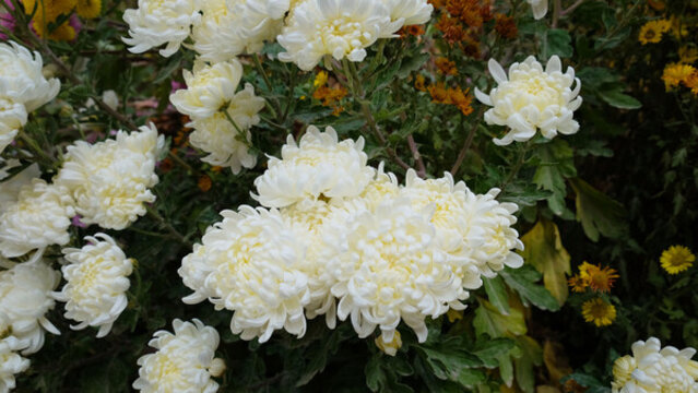 白菊