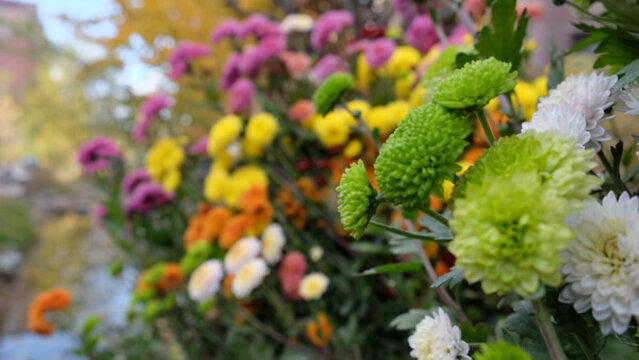 菊花花鏡