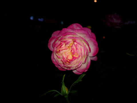 月季花