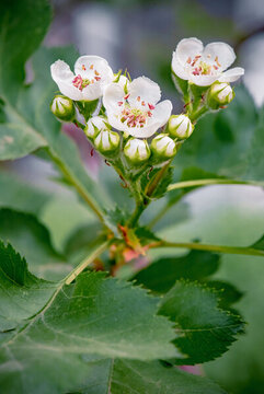 山楂花