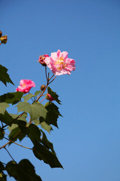 木芙蓉花