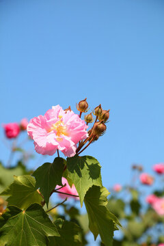 木芙蓉