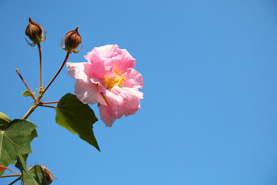 木芙蓉