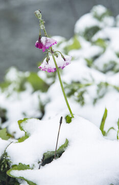 冰雪中的轉(zhuǎn)轉(zhuǎn)花
