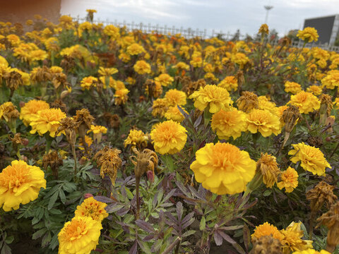 黃花一片