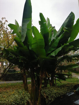 芭蕉