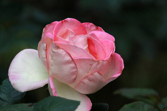 月季花