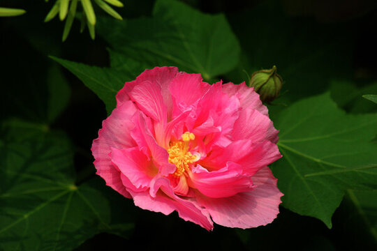 芙蓉花