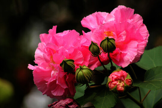 芙蓉花