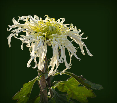 菊花