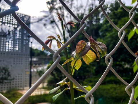 鐵絲藤蔓