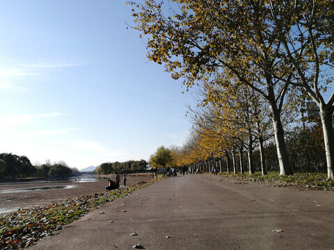 公路大樹