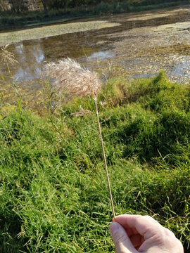 蘆葦葦子葦花